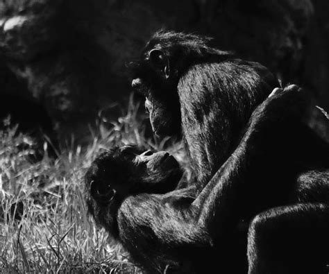 Study reveals a surprising similarity between bonobos and humans