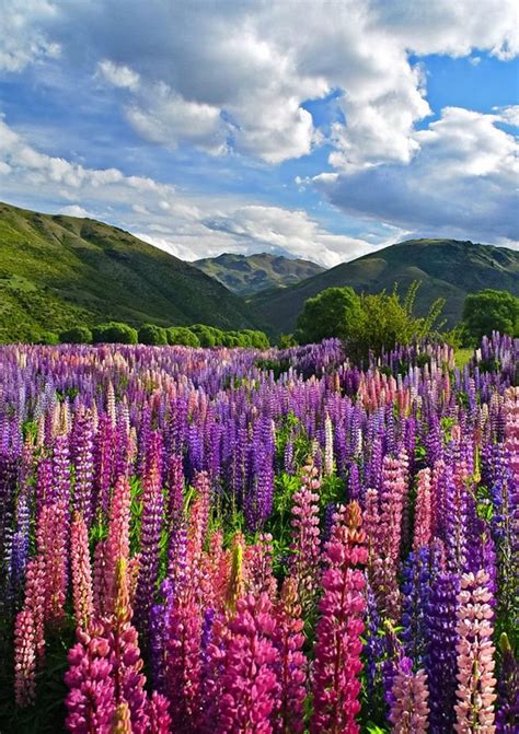 Lupine Flower lupinus Polyphyllus Seeds - Etsy