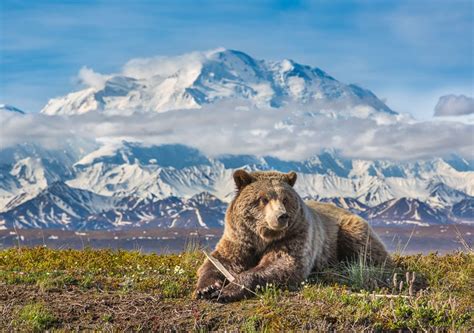 Denali Grizzly - Denali National Park notecard by Patrick J Endres