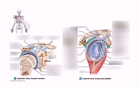 Shoulder Ligaments Diagram | Quizlet