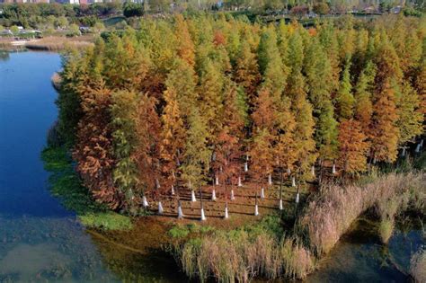 Changsha S Metasequoia Trees Paint Urban Park Vibrant Hues Of Page