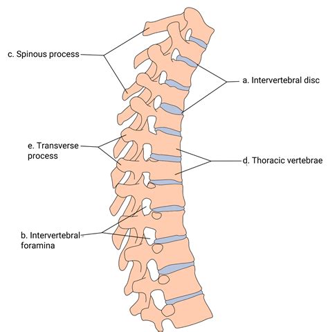 Use The Key To Label The Structures On The Thoracic Region O Quizlet