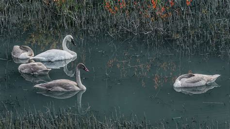 Trumpeter Swan | Audubon Field Guide