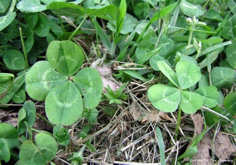 Get Me To The Country Four Leaf Clover Tea