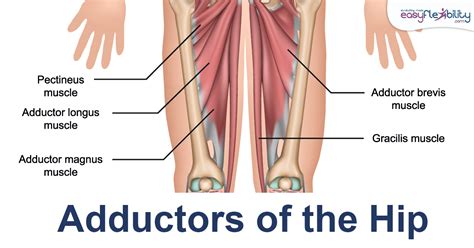 The Most Effective Exercises For Developing Hip Internal And External