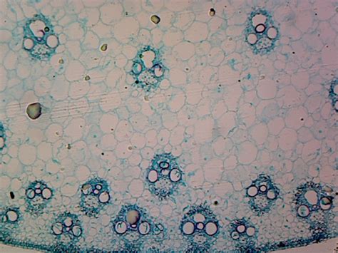 Zea Mays (Corn) Stem; Cross Section - Walmart.com - Walmart.com