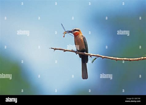 White Fronted Bee Eater Merops Bullockoides Adult On Branch Eating