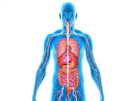detail gambar susunan organ tubuh manusia koleksi nomer