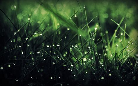 Wallpaper Sunlight Nature Grass Rain Branch Insect Green Rainbows Dew Light Leaf