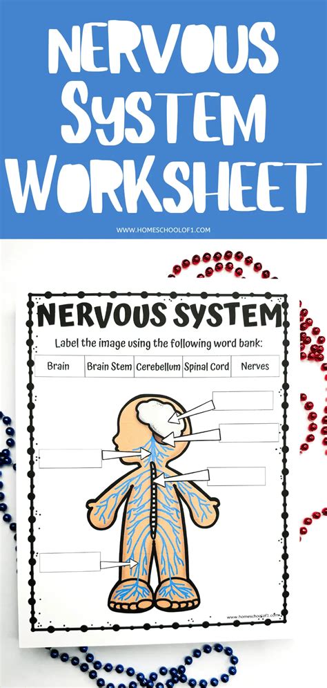 Free Nervous System Labeling Worksheet