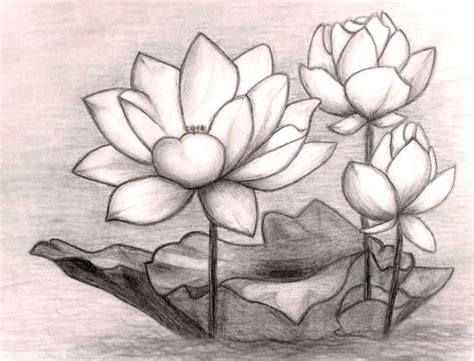 Lotus Flower Pencil Drawing at PaintingValley.com | Explore collection ...