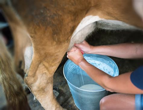 Milking Of A Cow ECARF