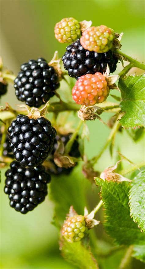 Zarzamora Rubus Fruticosus Cuidados Plantas Jardineria