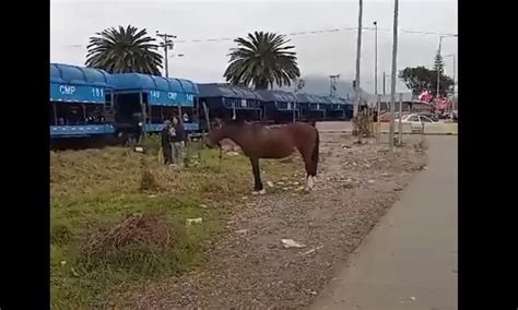 Mujer cae a las líneas del tren en La Serena La Serena Online