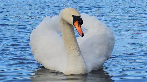 Mute Swan Cob Shifts Out The Remaining Juveniles Away From The