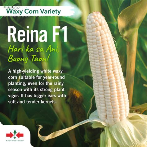 east west seed philippines east west seed philippines