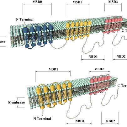 Schematic View Of The Predicted Topology Of Long And Short MRPs