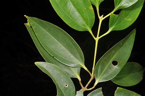 Cinnamomum Mercadoi Alchetron The Free Social Encyclopedia