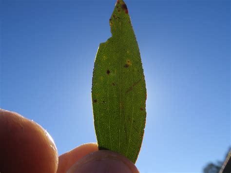 Eucalyptus Stellulata Leaf Oil Gland Nt1 Harry Rose Flickr