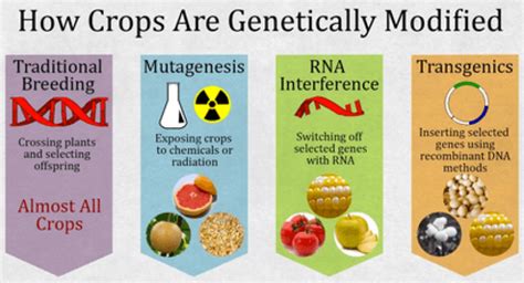 Genetically Modified Crops Poster