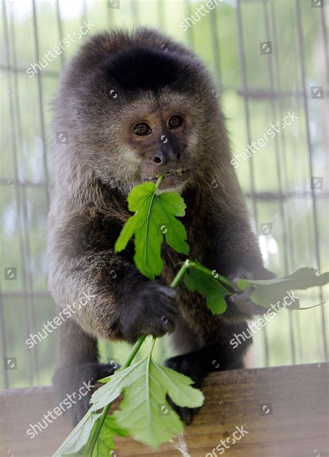 Pets Capuchin Monkeys Capuchin Monkey Eats Editorial Stock Photo - Stock Image | Shutterstock