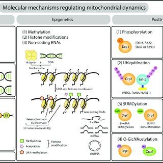 Schematic Representation Of Molecular Mechanisms Regulating