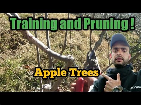 Training And Pruning Apple Trees Youtube