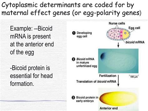 PPT - Chapter 21- Development and Gene Expression PowerPoint ...