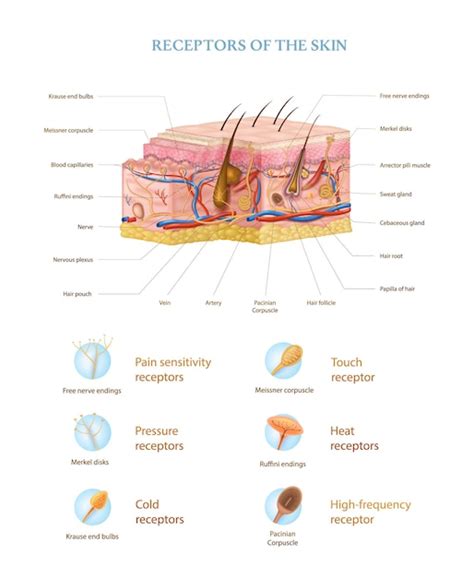 skin anatomy