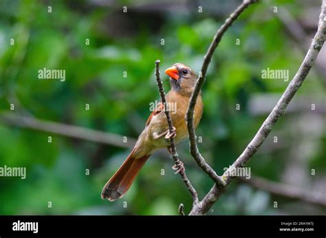 Northern Cardinal Cardinalis Cardinalis Female Stock Photo Alamy