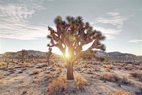 Should we be growing trees in the desert to combat climate change ...