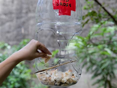 Comment Fabriquer Une Mangeoire Oiseaux Partir D Une Bouteille En