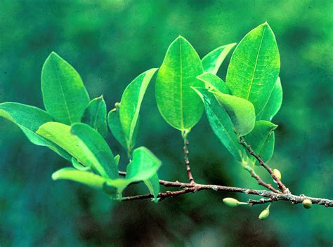peru authorizes coca plant research  mental health drug development