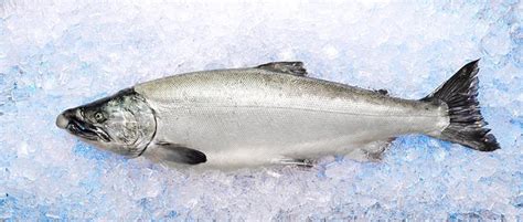 Fat Fish: Why Copper River Salmon Fat is So Good For You