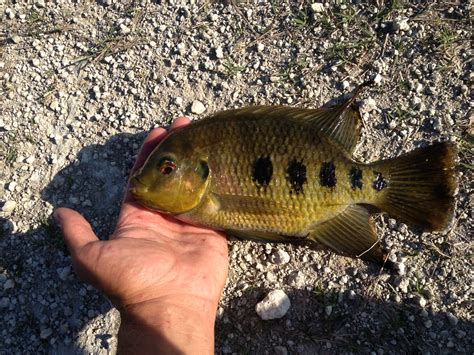 Spotted Tilapia Pelmatolapia Mariae South Florida Establ Flickr