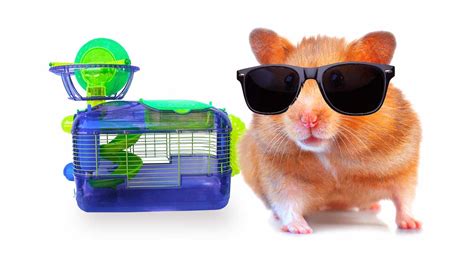 Best Cool Hamster Cages - Cool Cage Ideas For Your Awesome Little Pet