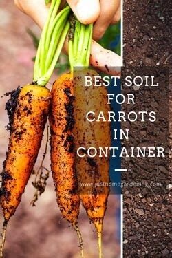 Best Soil for Carrots in Containers (Nutrients, pH Level, Drainage)