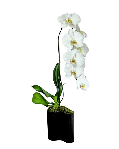Single White Orchid - Viva Orchids of Boca Raton. Order Orchid