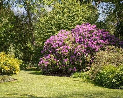 How Big Do Azaleas Get Back Gardener