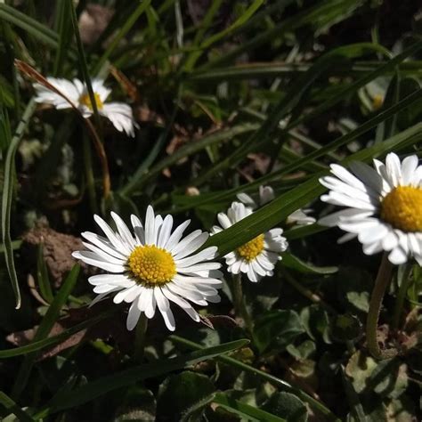 Daisy flower meaning • Origins • Symbolism and other interesting facts