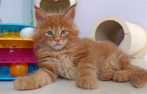 Chatons Maine Coon La Chatterie Du Chachou De Mams Romilly Sur