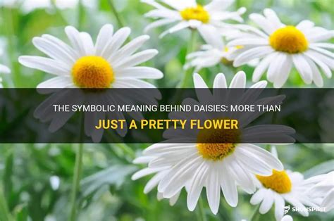 The Symbolic Meaning Behind Daisies: More Than Just A Pretty Flower ...