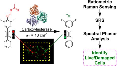 Determination Of Intracellular Esterase Activity Using Ratiometric