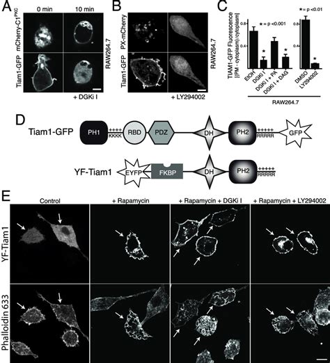 Dgk And Pi K Derived Lipid Signals Are Necessary For The Constitutive