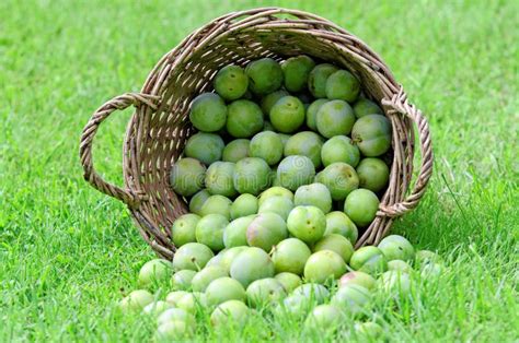 Greengage stock photo. Image of fresh, meadow, meal, craft - 20532222