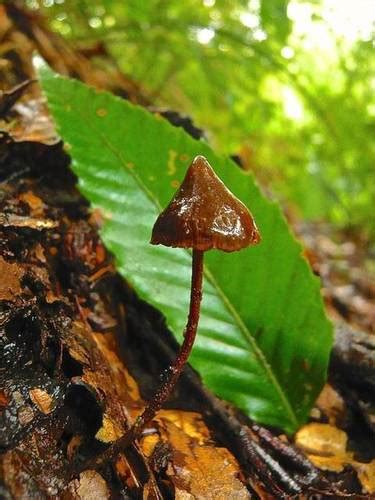 Psilocybe Heimii Inaturalist