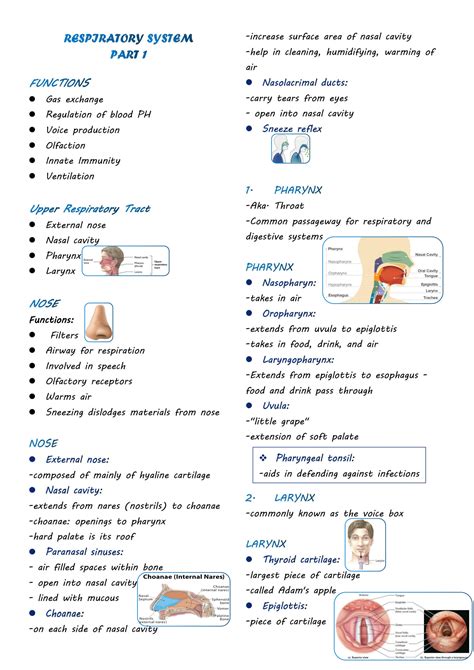 Solution Respiratory System Notes Studypool