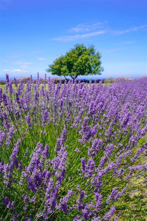 The Most Beautiful Sequim Lavender Farms To Visit This Summer