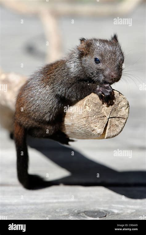 German Squirrel High Resolution Stock Photography and Images - Alamy