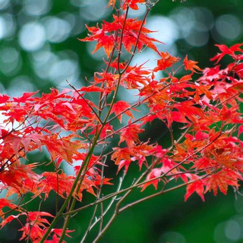 Acer Palmatum Care 101: Water, Light & Growing Tips